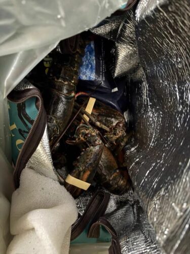 Live Maine Lobster photo review